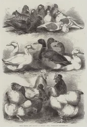 Prize Pigeons and Poultry at Bingley Hall, Birmingham