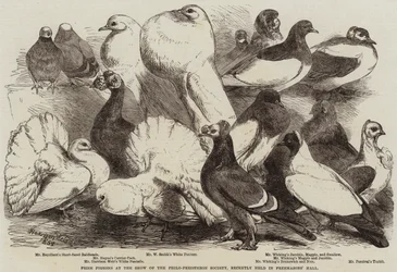 Prize Pigeons at the Show of the Philo-Peristeron Society, recently held in Freemasons