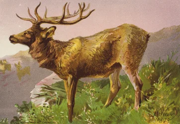 Startled Deer