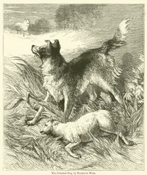 The Criminal Dog