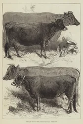 The Dairy Show at the Agricultural Hall, Prize Cows