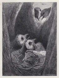 The Nest of Young Owls