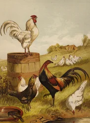 White and Game Bantams