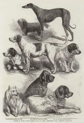 Winners of Prizes at the International Dog Show, Agricultural Hall, Islington