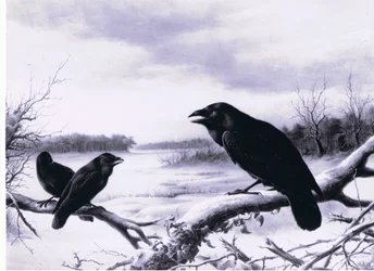 Ravens in winter