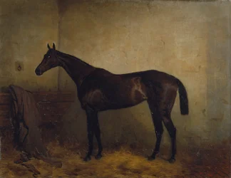 Chaplet, a bay race mare in a loosebox, c.1877