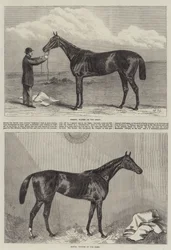 Racehorse