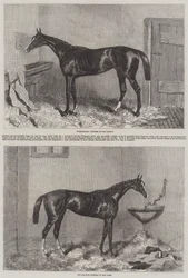 Winners of the Derby and Oaks