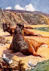 The Elephant Seal