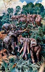 Elephants destroying a Palm Grove