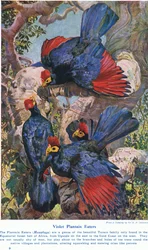 Violet Plantain Eaters, illustration from 