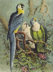 Parrots