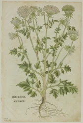 Leaf from New Kreuterbuch by Leonhart Fuchs, Plate 97 from Woodcuts from Books of the 16th Century