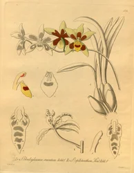 Biodiversity Heritage Library Image