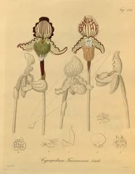 This file comes from the Biodiversity Heritage Library