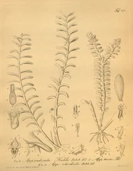 Illustrations of Appendicula kuhlii