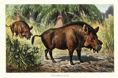 Entelodon, extinct genus of entelodont artiodactyl, 1908