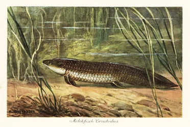 Extinct Ceratodus latissimus among reeds on the ocean floor