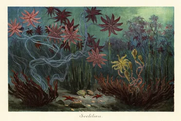Extinct sea lilies or crinoids, Crinoidea, on the seabed