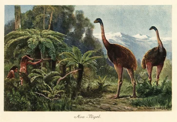 Moa Birds Being Hunted by Men with Bows and Arrows