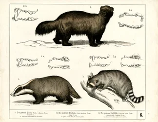 Badger, Wolverine and Raccoon with Dental Representations