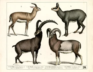 Chamois, Gazelle, Ibex and Mouflon