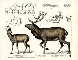 Deer Species and Antler Development