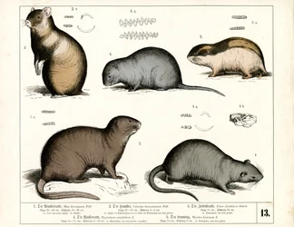 European Rodents: Rats and Voles