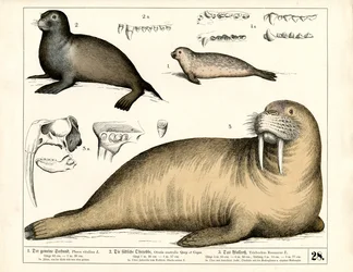 Seals and Walrus with Anatomical Details