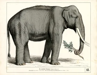 The Asian Elephant