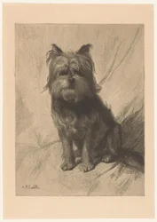 Dutch Smoushond