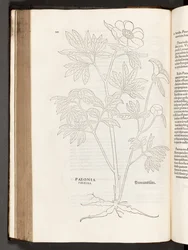 Paeony, illustration from De historia stirpium commentarii insignes by Leonhart Fuchs, 1542