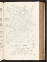 Aubergine, illustration from De historia stirpium commentarii insignes by Leonhart Fuchs, 1542