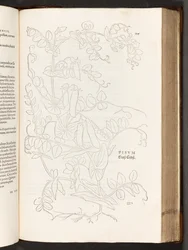 Pea, illustration from De historia stirpium commentarii insignes by Leonhart Fuchs, 1542
