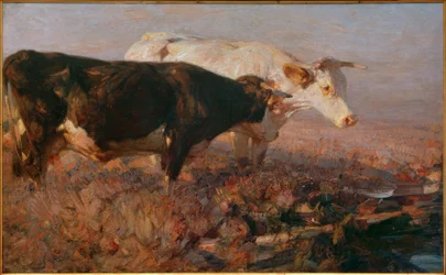 Cows in the Moor