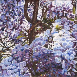 Blue Wisteria