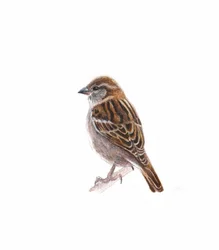 Female Sparrow I, 2022