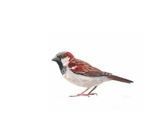 Male Sparrow II