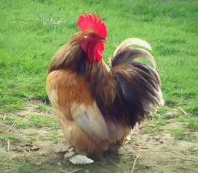 Proud Cockerel, 2018