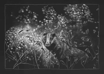 Spring Badger