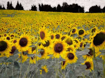 Sunny-Sided Hill, 2019