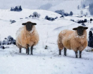 Winter Coats