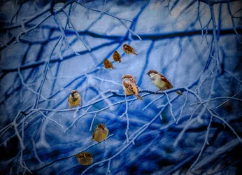Winter Sparrows