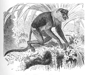 Proboscis Monkey