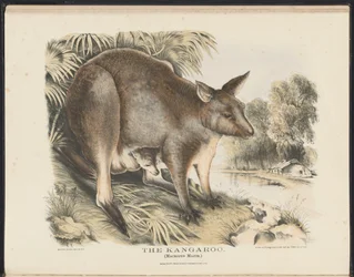 Mammals of Australia: The Kangaroo