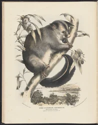 Mammals of Australia: The Common Opossum