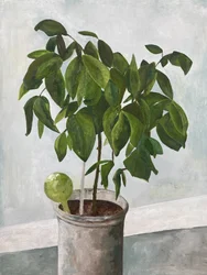 Still Life Potted Plant