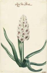 White Hyacinth