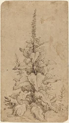 A Foxglove in Bloom