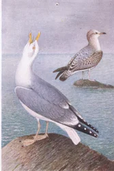 Herring Gull, Postcard, 1930s